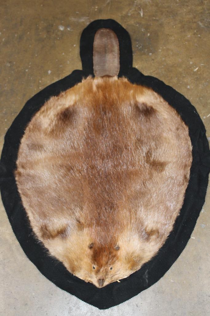 BEAVER HIDE or BEAVER RUG with Felted Backing: Nice and Clean BEAVER HIDE or BEAVER RUG. It measures 43" Long x 29" wide and has a Felted Backing. TAXIDERMY RUGS 