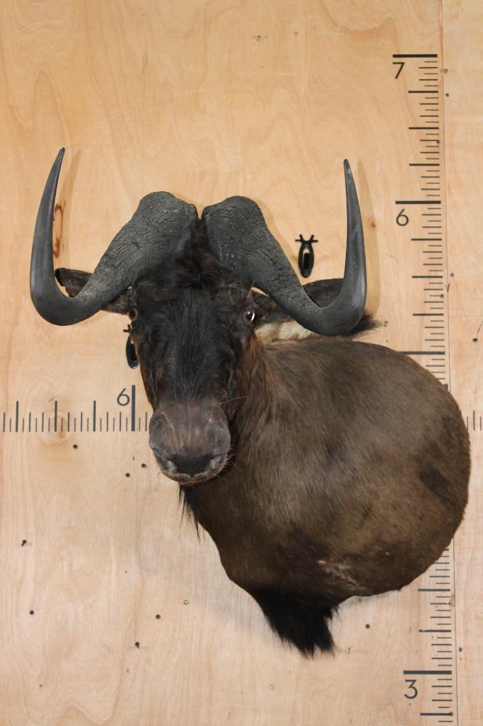 BLACK WILDEBEEST Shoulder Mount: Nice BLACK WILDEBEEST Shoulder Mount. It is in Good Condition. TAXIDERMY
