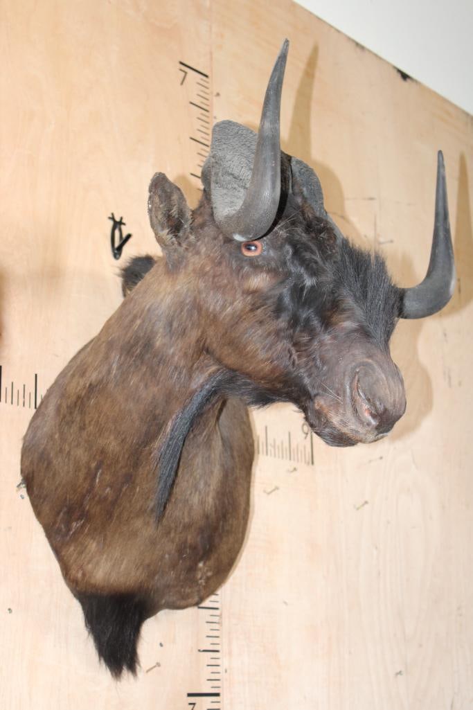BLACK WILDEBEEST Shoulder Mount - 2