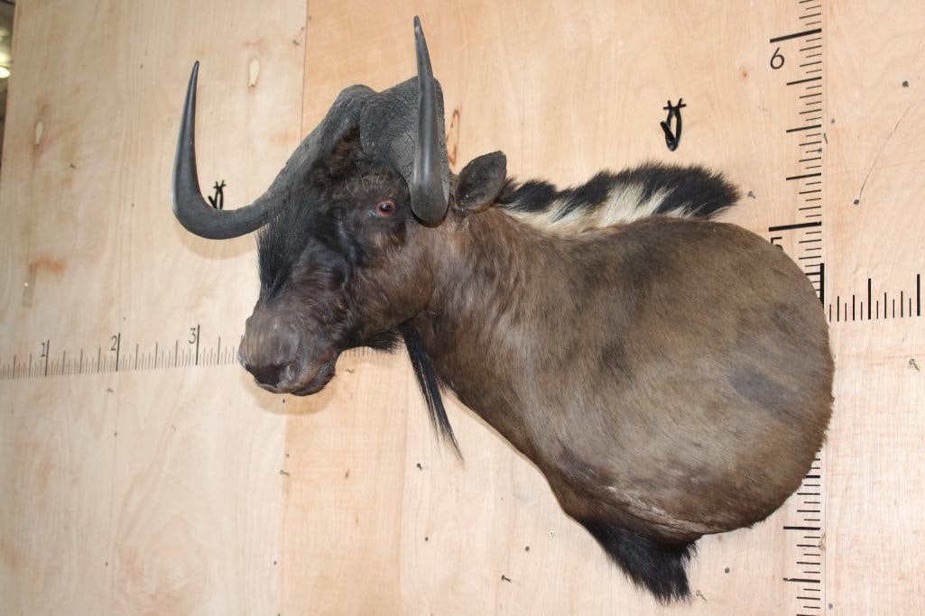 BLACK WILDEBEEST Shoulder Mount - 3