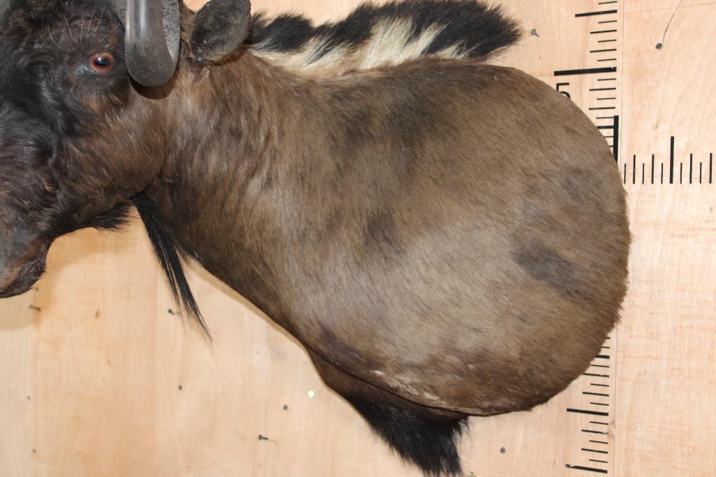 BLACK WILDEBEEST Shoulder Mount - 4