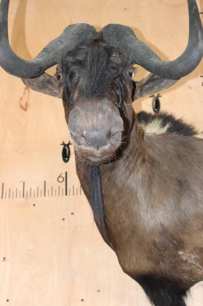 BLACK WILDEBEEST Shoulder Mount - 5