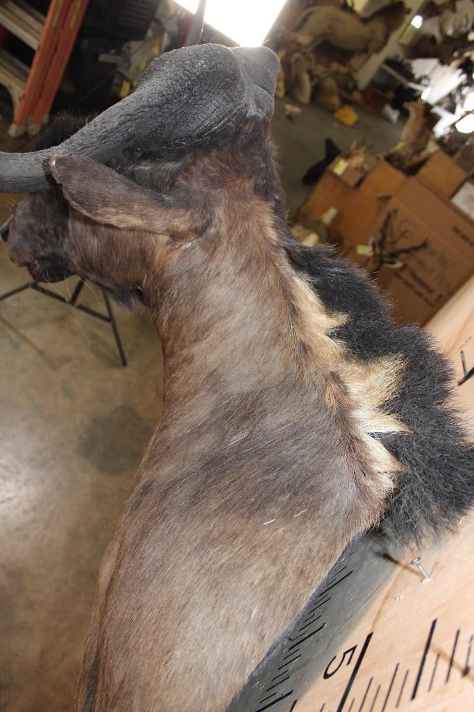 BLACK WILDEBEEST Shoulder Mount - 7