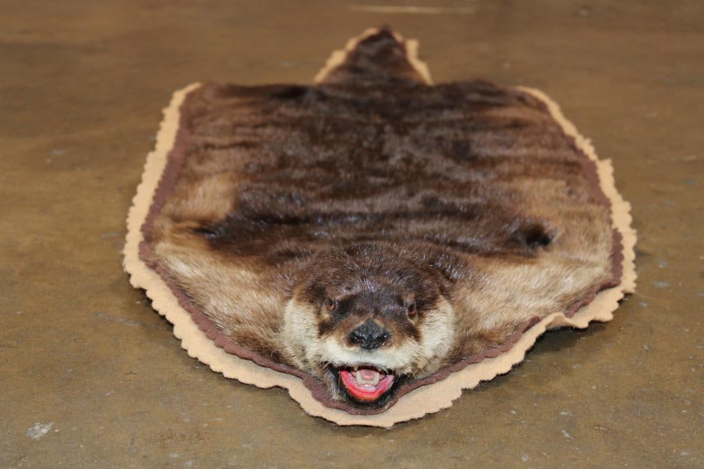 RIVER OTTER Hide Rug - 2