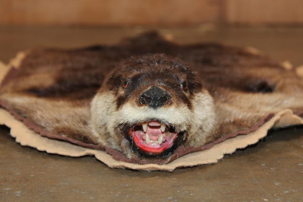 RIVER OTTER Hide Rug - 3