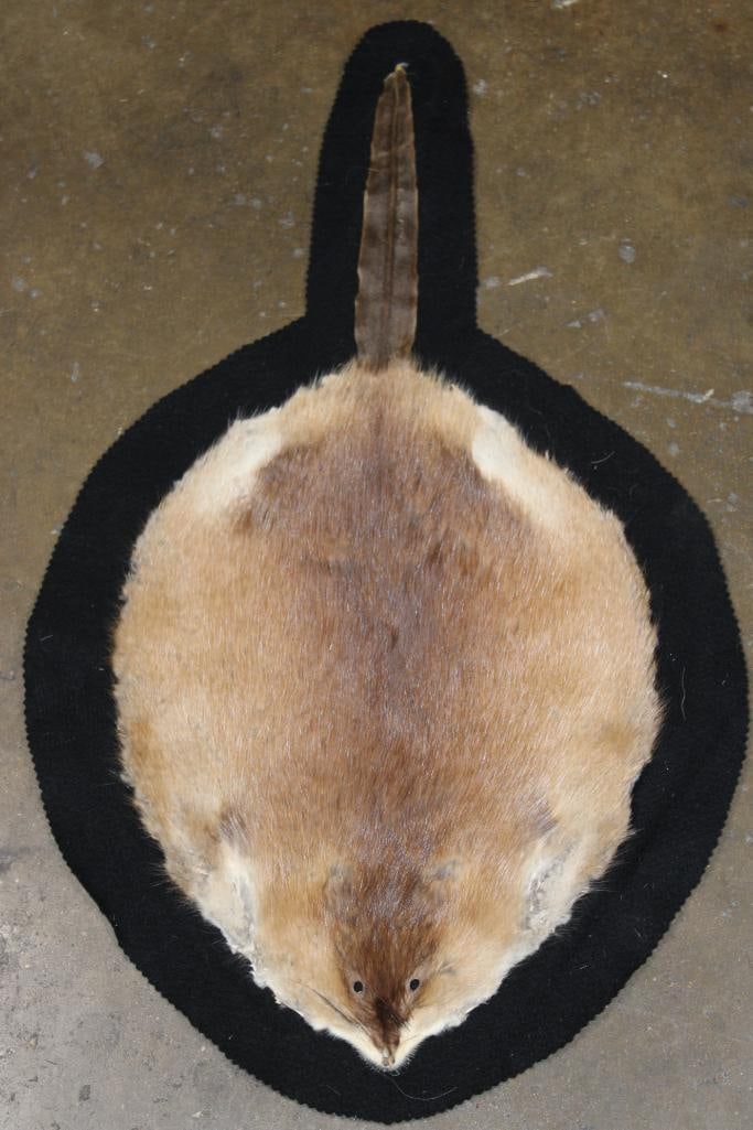 MUSKRAT Hide or MUSKRAT Rug with Felt Backing: MUSKRAT Hide or MUSKRAT Rug with Felt Backing. It measures 27" Long x 16" Wide and is in Good Condition. Muskrats are medium sized semi-aquatic rodents. TAXIDERMY RUGS 