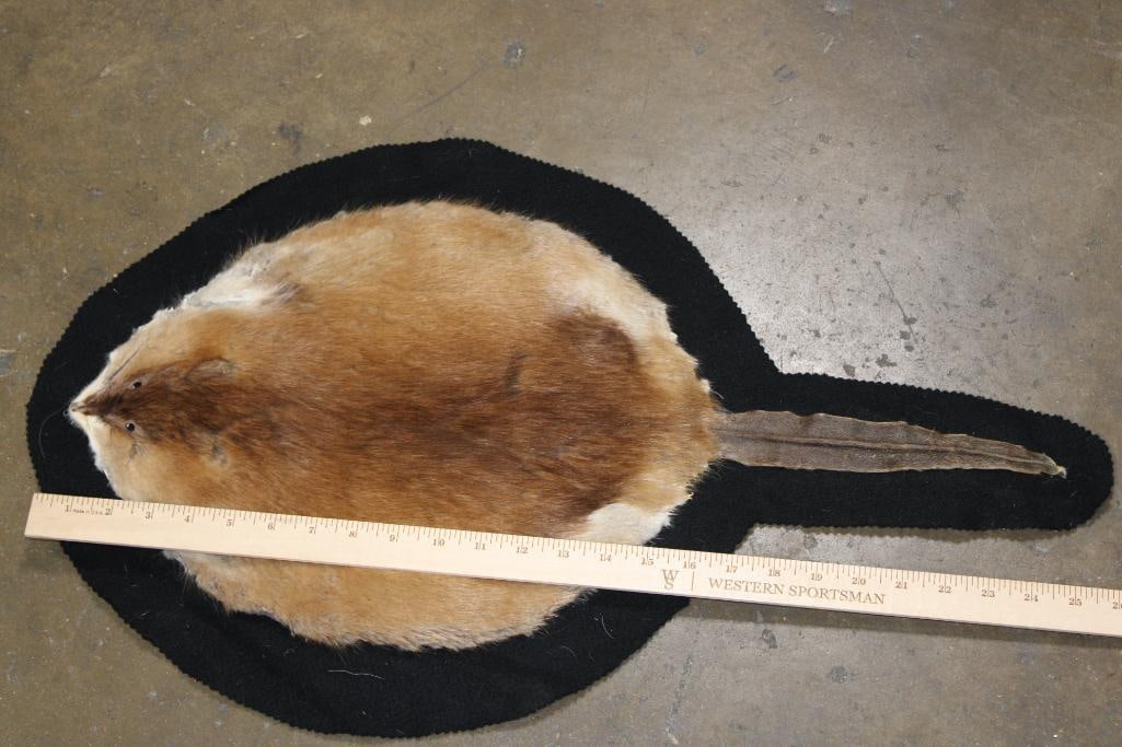 MUSKRAT Hide or MUSKRAT Rug with Felt Backing - 2