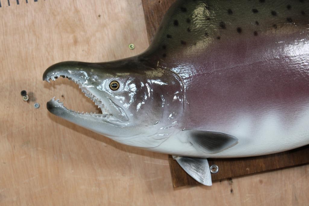 Reproduction PINK SALMON Fish Mount - 2
