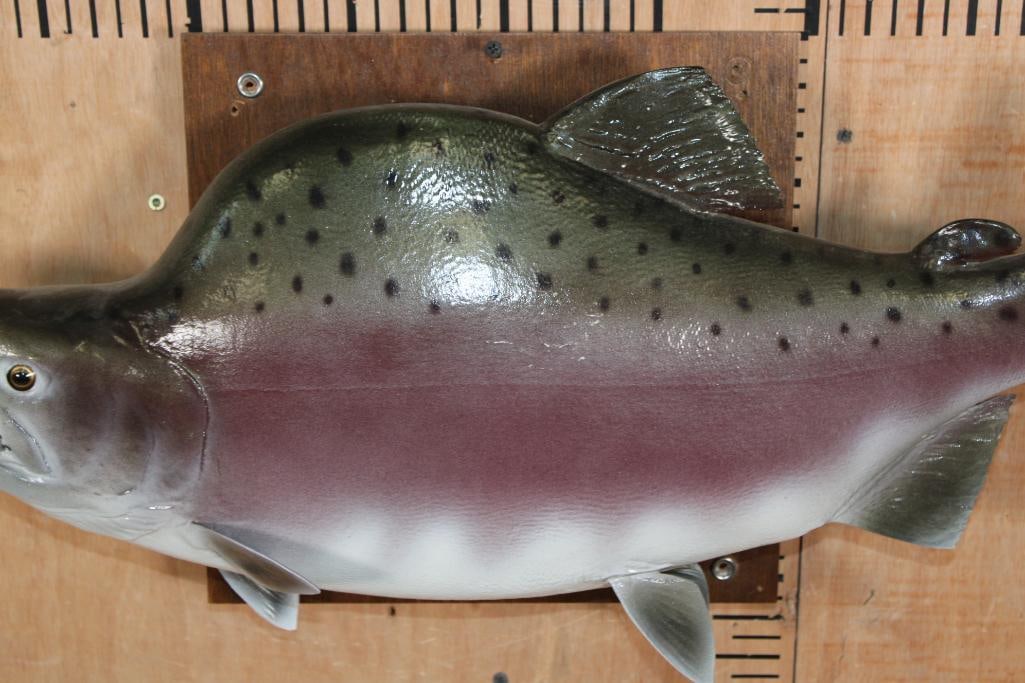 Reproduction PINK SALMON Fish Mount - 3