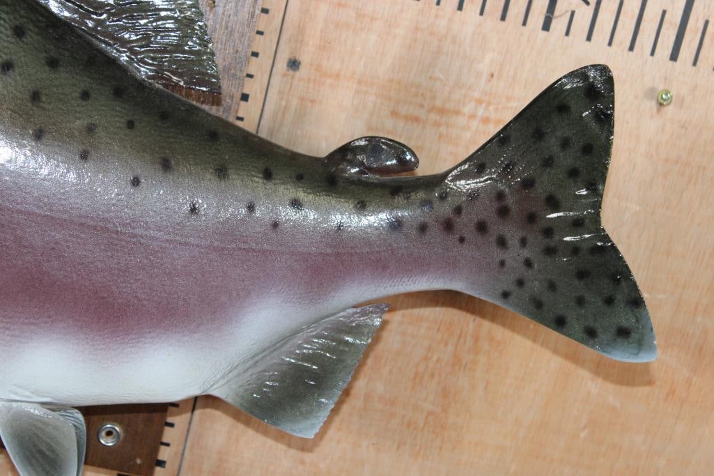 Reproduction PINK SALMON Fish Mount - 4
