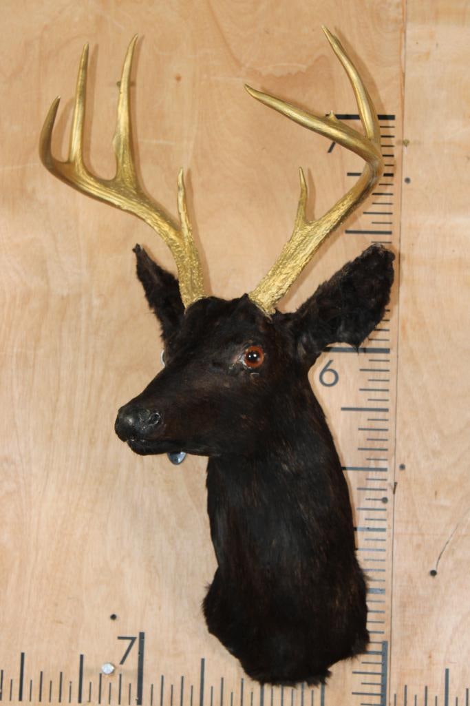 8-Point WHITETAIL DEER Shoulder Mount Dyed Black with Painted Gold Horns: 8-Point WHITETAIL DEER Shoulder Mount with a 16 5/8" Spread. It is Dyed Black with Painted Gold Horns. TAXIDERMY