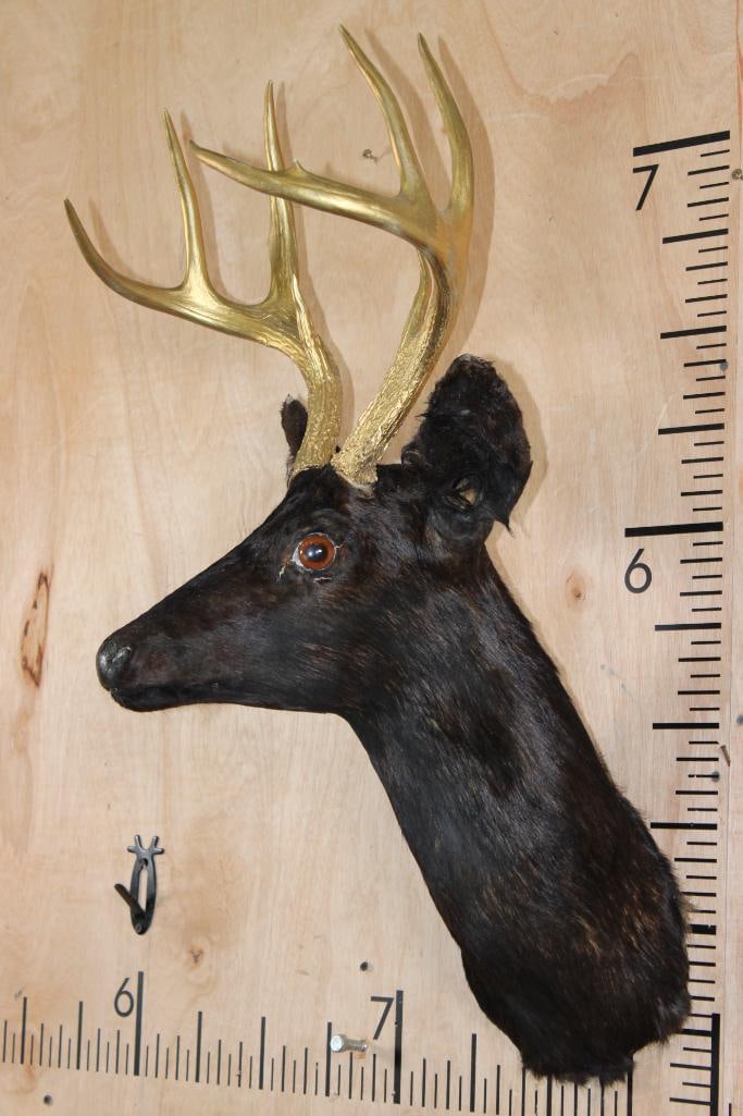 8-Point WHITETAIL DEER Shoulder Mount Dyed Black with Painted Gold Horns - 2