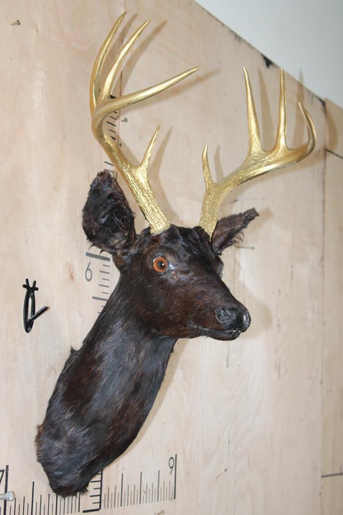 8-Point WHITETAIL DEER Shoulder Mount Dyed Black with Painted Gold Horns - 3