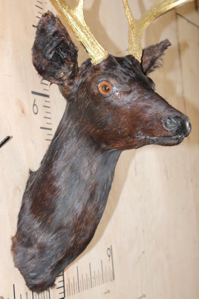 8-Point WHITETAIL DEER Shoulder Mount Dyed Black with Painted Gold Horns - 4
