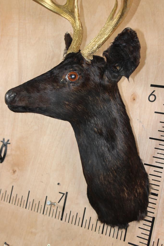 8-Point WHITETAIL DEER Shoulder Mount Dyed Black with Painted Gold Horns - 5