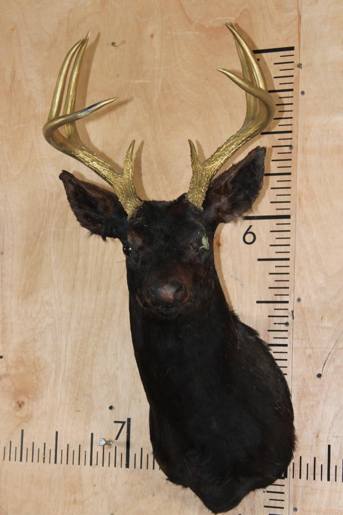 8-Point WHITETAIL DEER Shoulder Mount Dyed Black with Painted Gold Horns: 8-Point WHITETAIL DEER Shoulder Mount Dyed Black with Painted Gold Horns. It is missing the right eye. DECORATIVE TAXIDERMY 