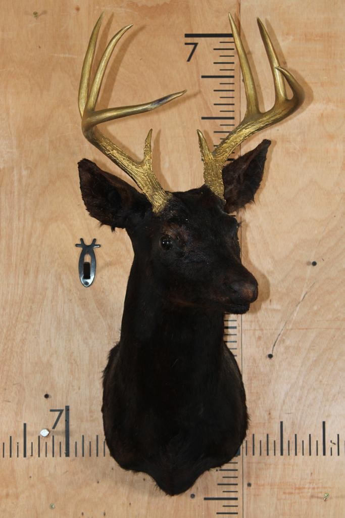 8-Point WHITETAIL DEER Shoulder Mount Dyed Black with Painted Gold Horns - 3