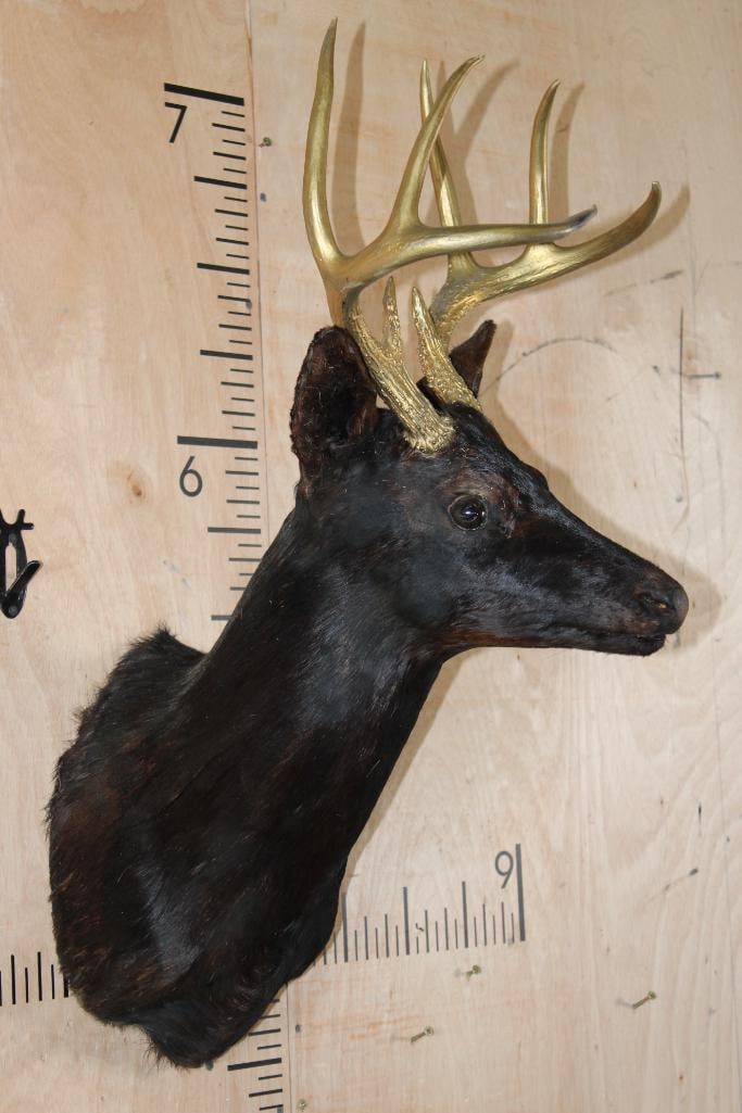 8-Point WHITETAIL DEER Shoulder Mount Dyed Black with Painted Gold Horns - 4