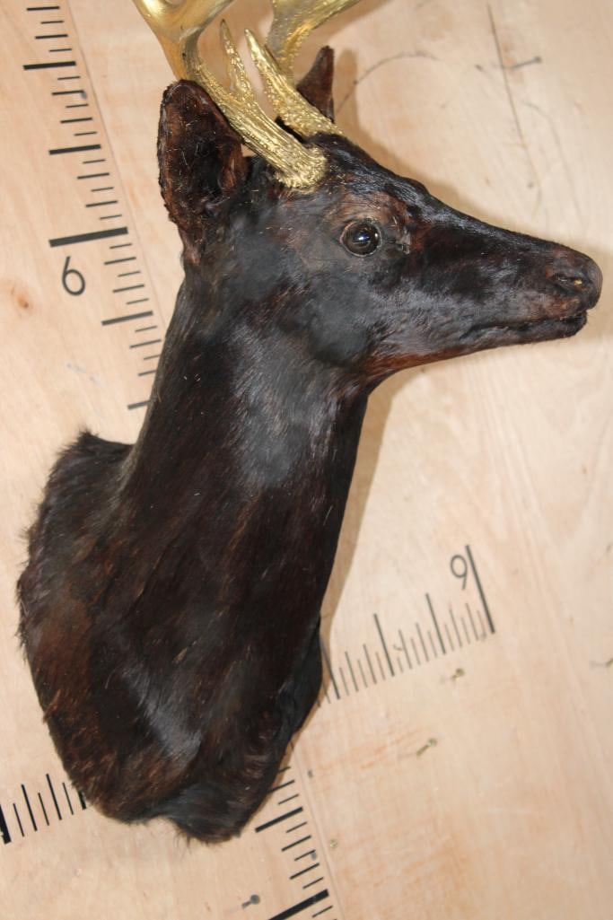 8-Point WHITETAIL DEER Shoulder Mount Dyed Black with Painted Gold Horns - 5