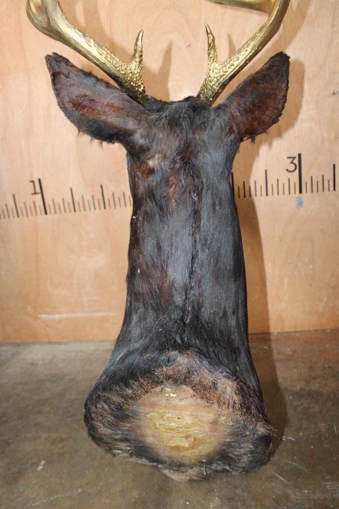8-Point WHITETAIL DEER Shoulder Mount Dyed Black with Painted Gold Horns - 7