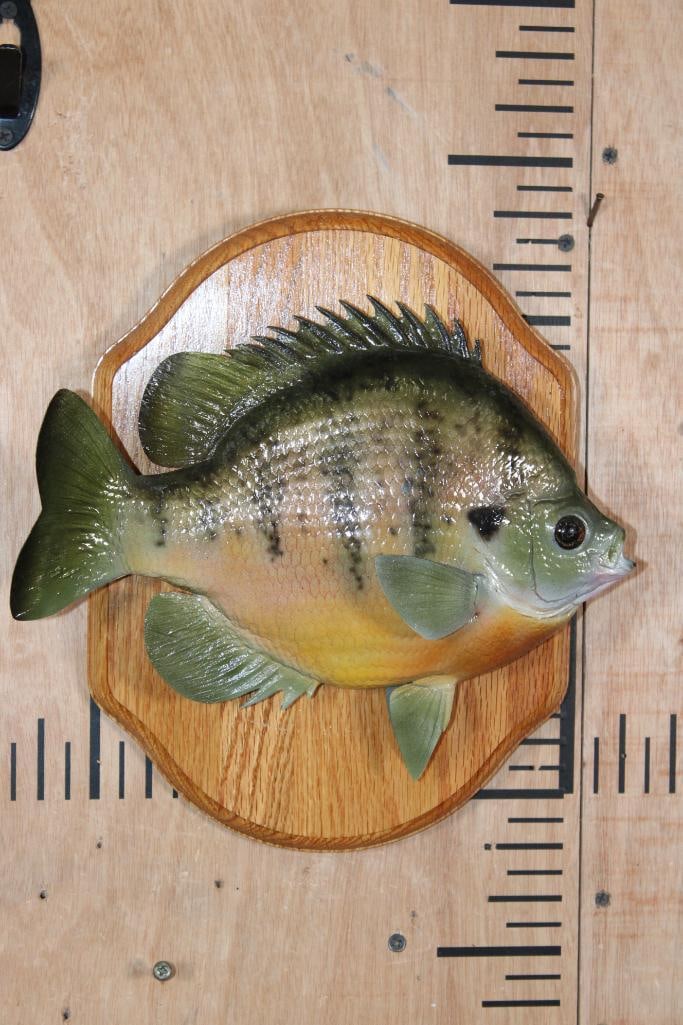 Reproduction BLUEGILL on a Wood Plaque: Very Nice Reproduction BLUEGILL on a Wood Plaque. The Bluegill measures 10.75" Long and the nice Wood Plaque measures 12" Tall x 9" Wide. It is in Very Good Condition. TAXIDERMY 