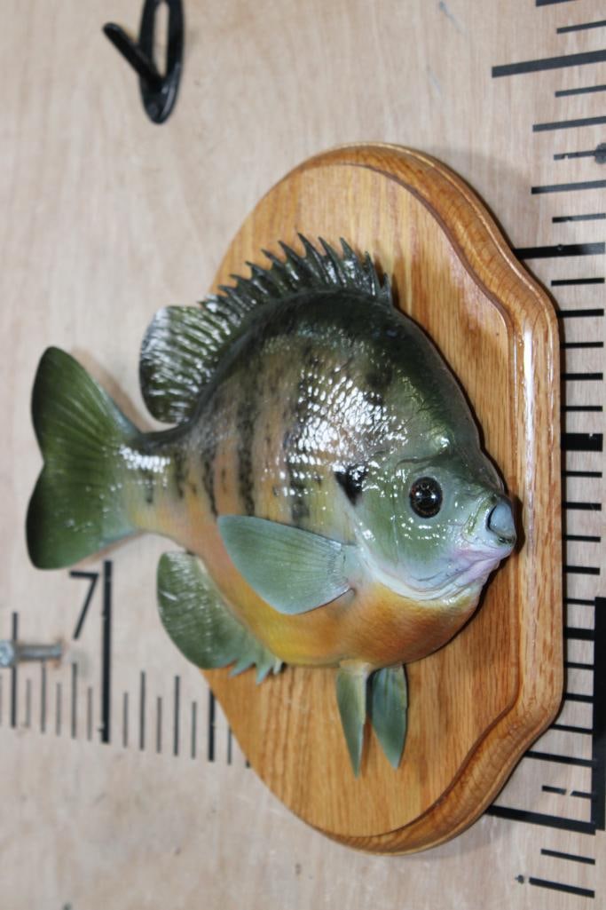 Reproduction BLUEGILL on a Wood Plaque - 2