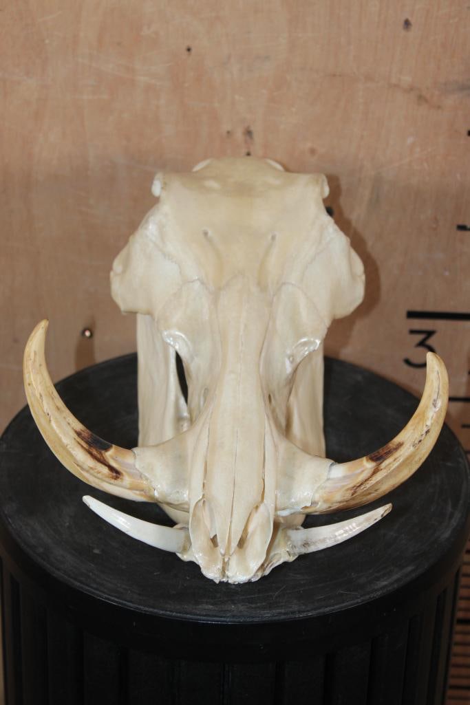 "Mother of Pearl" Quality Painted WARTHOG Skull (1 of 8)