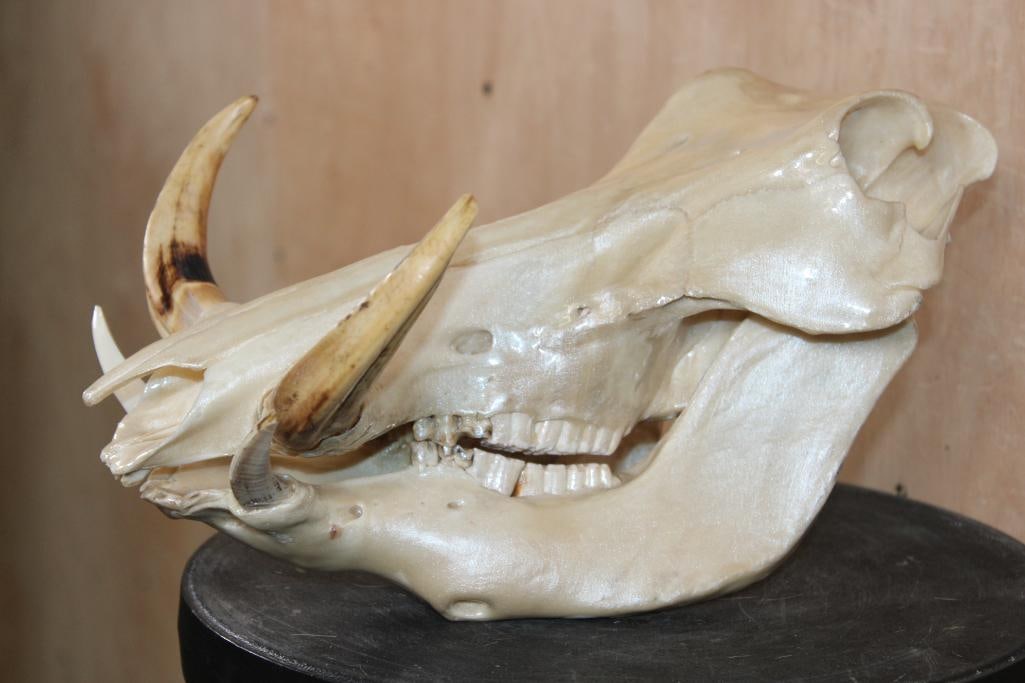 "Mother of Pearl" Quality Painted WARTHOG Skull - 2