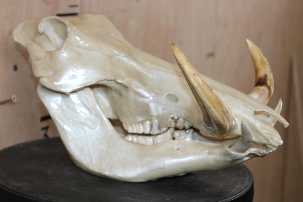 "Mother of Pearl" Quality Painted WARTHOG Skull - 3