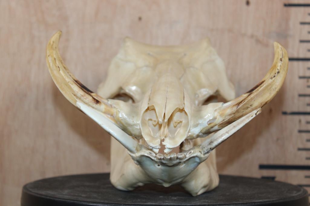 "Mother of Pearl" Quality Painted WARTHOG Skull - 4