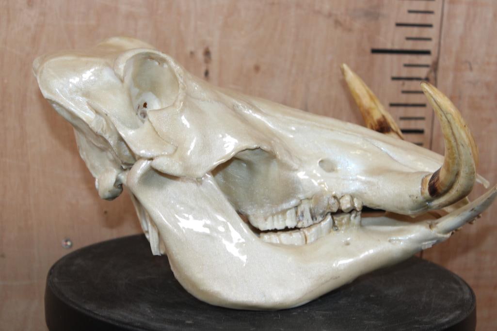 "Mother of Pearl" Quality Painted WARTHOG Skull - 5