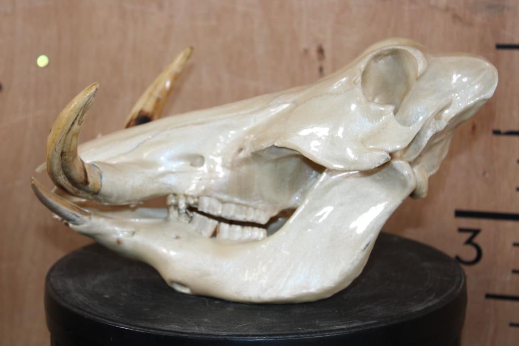 "Mother of Pearl" Quality Painted WARTHOG Skull - 6