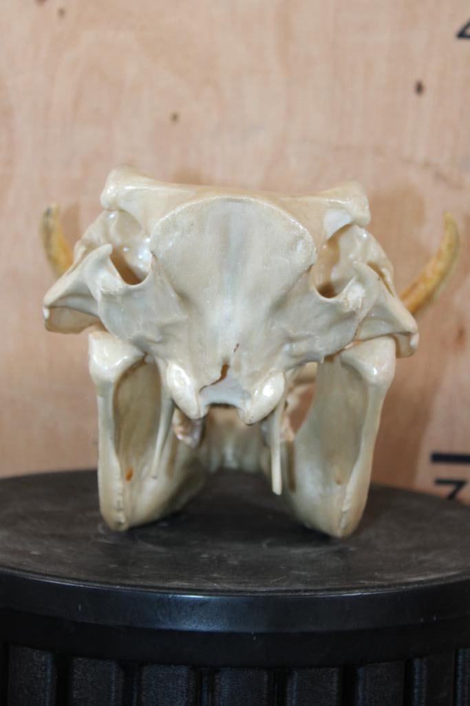 "Mother of Pearl" Quality Painted WARTHOG Skull - 7