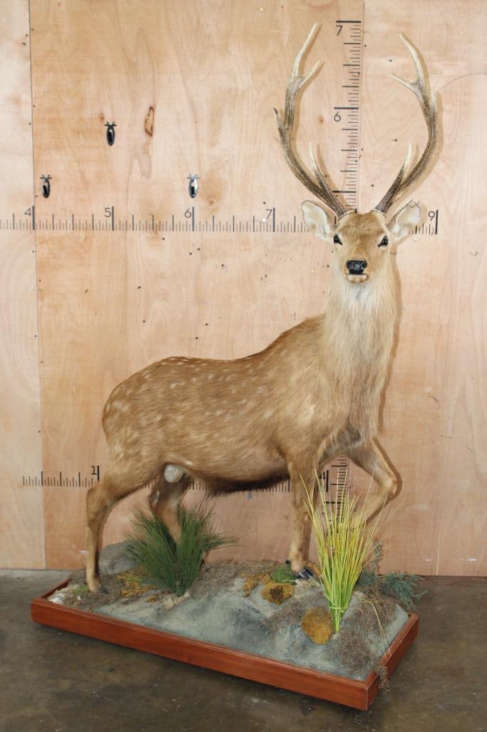 Big Life-sized MANCHURIAN SIKA DEER on a Decorative Base with Wheels: Big Life-sized MANCHURIAN SIKA DEER on a Decorative Base with Wheels. It measures 51" Long x 24" Wide x 80" Tall and is in Good Condition. TAXIDERMY 
