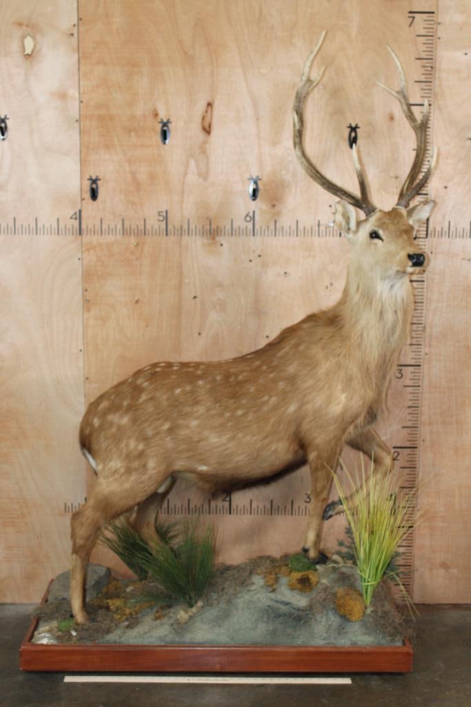 Big Life-sized MANCHURIAN SIKA DEER on a Decorative Base with Wheels - 2