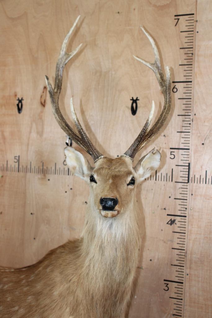 Big Life-sized MANCHURIAN SIKA DEER on a Decorative Base with Wheels - 4