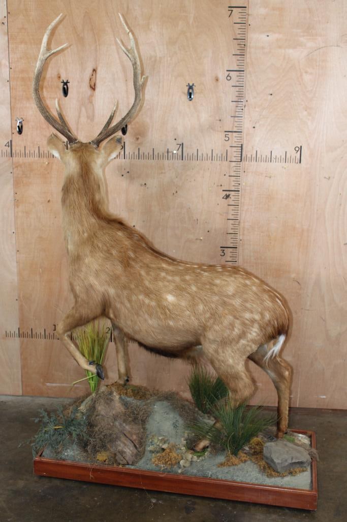Big Life-sized MANCHURIAN SIKA DEER on a Decorative Base with Wheels - 7
