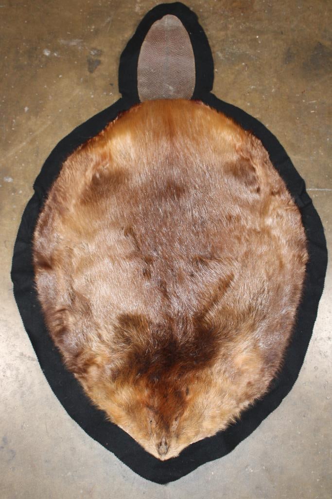 Massive BEAVER Hide or BEAVER Rug with its Tail and a Felt Backing: Massive BEAVER Hide or BEAVER Rug with its Tail and a Felt Backing. It measures 57" Long x 35" Wide and is in Very Good Condition. TAXIDERMY RUGS 