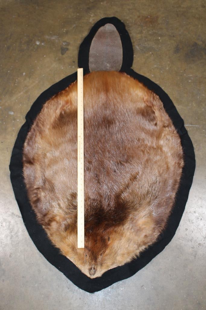 Massive BEAVER Hide or BEAVER Rug with its Tail and a Felt Backing - 2