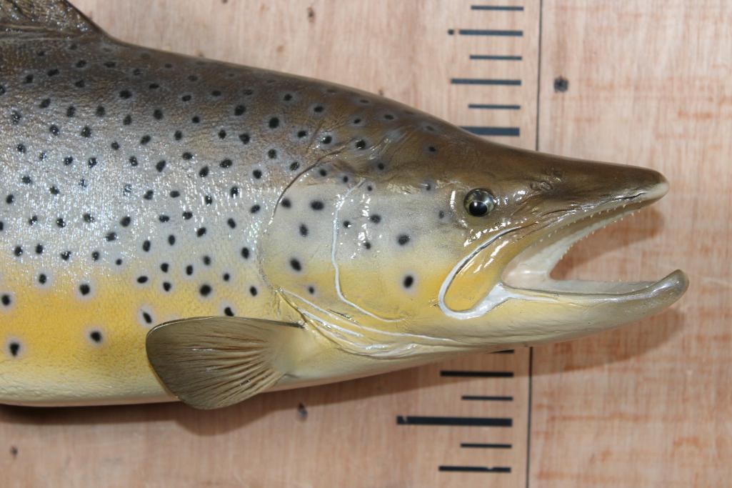 Reproduction BROWN TROUT Fish Mount - 2