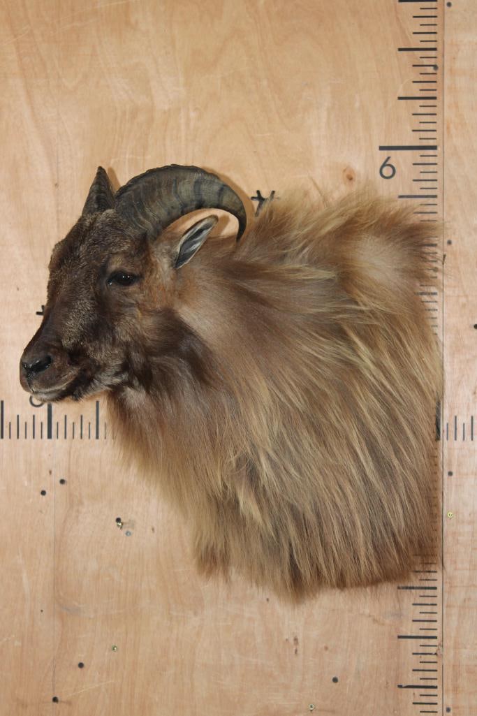 Big TAHR Wall Pedestal - 2