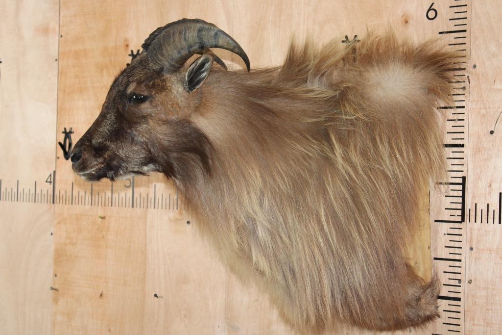 Big TAHR Wall Pedestal - 3