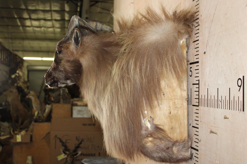 Big TAHR Wall Pedestal - 4