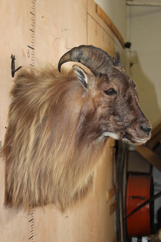 Big TAHR Wall Pedestal - 5