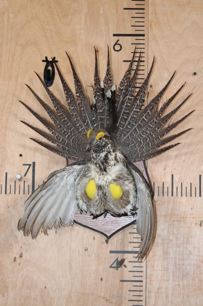 Half-body Strutting SAGE GROUSE on a Wooden Plaque: Beautiful Half-body Strutting SAGE GROUSE on a Wooden Plaque. It measures 19" Wide x 23" Tall x 7 3/8" Depth. This is a Nice and Clean mount in Good Condition. TAXIDERMY BIRDS 