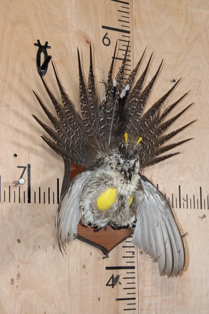 Half-body Strutting SAGE GROUSE on a Wooden Plaque - 2