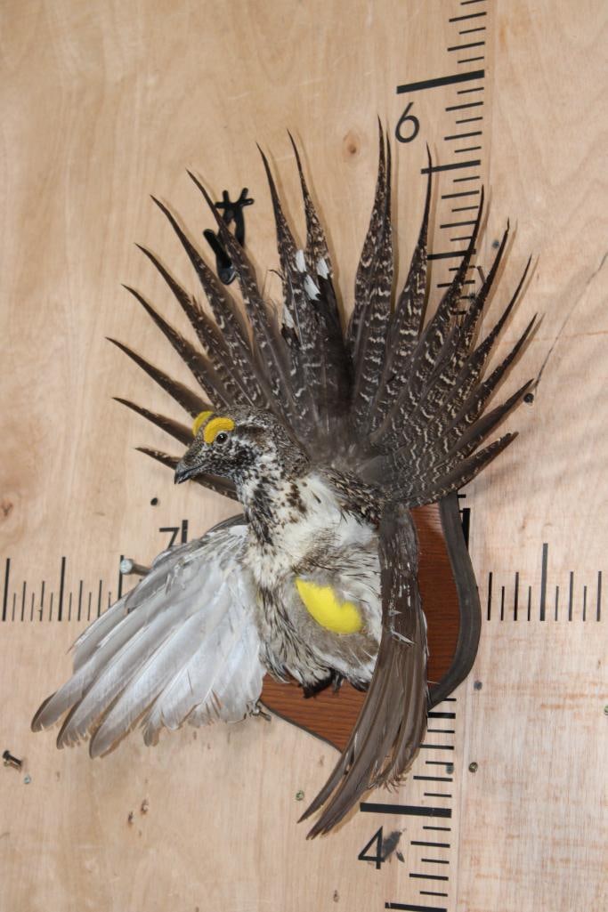 Half-body Strutting SAGE GROUSE on a Wooden Plaque - 3