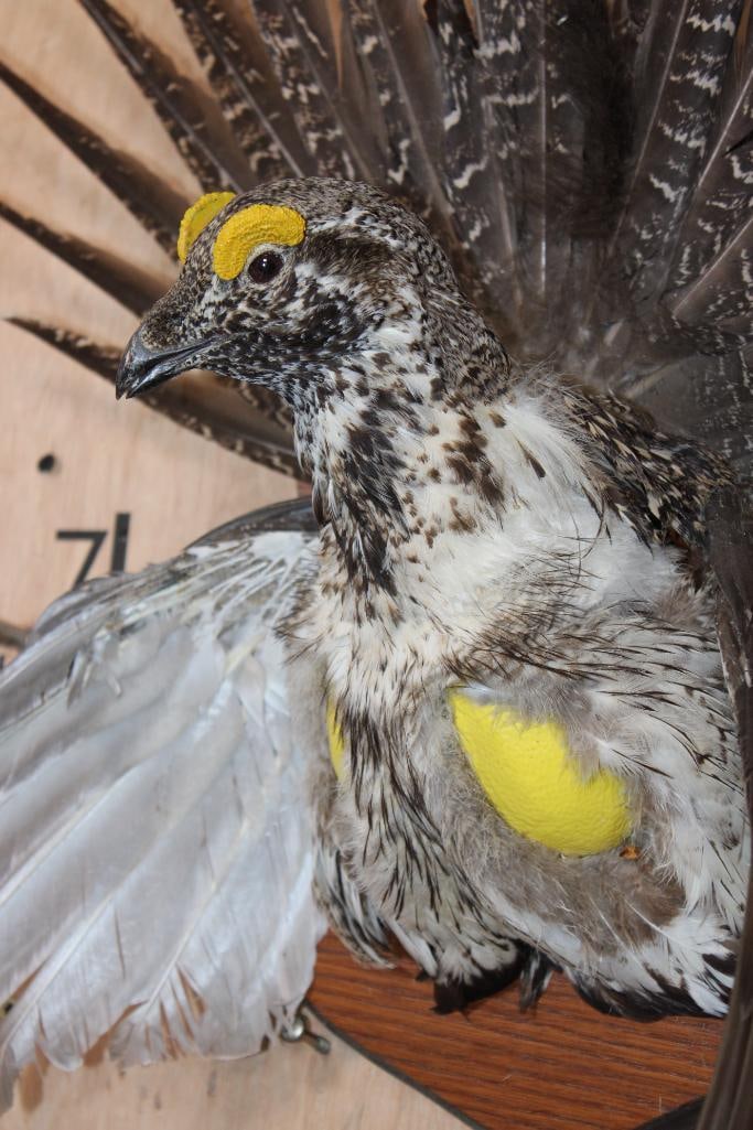Half-body Strutting SAGE GROUSE on a Wooden Plaque - 4