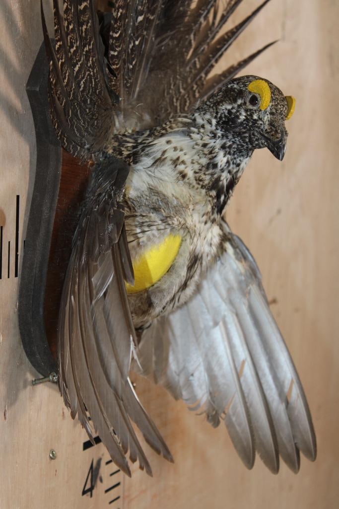 Half-body Strutting SAGE GROUSE on a Wooden Plaque - 5