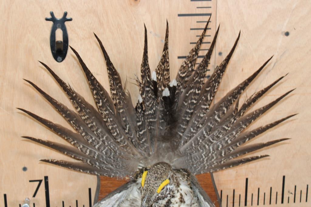 Half-body Strutting SAGE GROUSE on a Wooden Plaque - 6